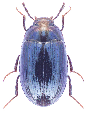  (Platydema violacea - BGE_00658_D01)  @11 [ ] (nrr) (2025) Ana Ananiashvili ISU