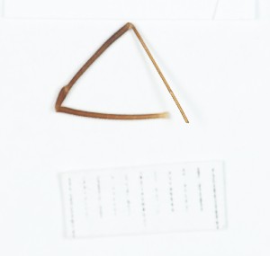  (Opilio cf. hemseni - BGE_00663_C04)  @11 [ ] (nrr) (2025) Ana Ananiashvili ISU