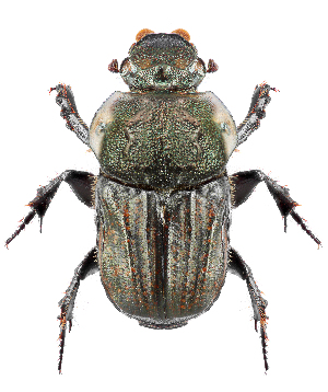  (Cheironitis pamphilus - BGE_00658_D02)  @11 [ ] (nrr) (2025) Ana Ananiashvili ISU