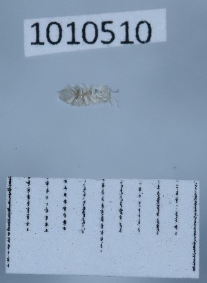  (Caucasonethes - BGE_00660_H01)  @11 [ ] (nrr) (2025) Ana Ananiashvili ISU