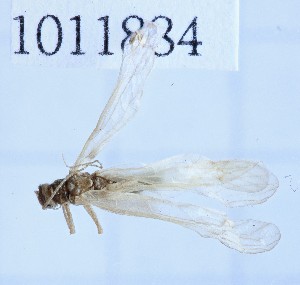  (Protonemura microstyla - BGE_00658_G06)  @11 [ ] (nrr) (2025) Ana Ananiashvili ISU