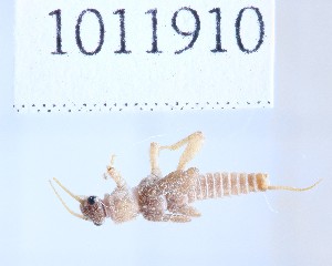  (Nemoura elegans cf. elegans - BGE_00658_H02)  @11 [ ] (nrr) (2025) Ana Ananiashvili ISU