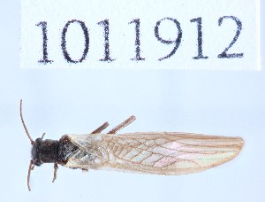  (Leuctra dispinata - BGE_00658_H03)  @11 [ ] (nrr) (2025) Ana Ananiashvili ISU