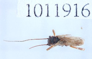  (Nemoura brevipennis cf. brachypter - BGE_00658_H04)  @11 [ ] (nrr) (2025) Ana Ananiashvili ISU