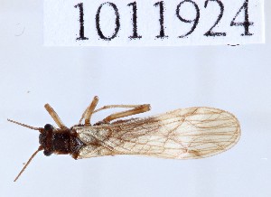  (Nemoura brevipennis cf. macropter - BGE_00658_H07)  @11 [ ] (nrr) (2025) Ana Ananiashvili ISU