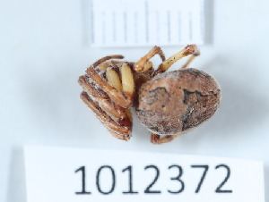  (Larinioides suspicax - BGE_00659_A02)  @11 [ ] (nrr) (2025) Ana Ananiashvili ISU