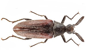  (Ptilophorinae - BGE_00659_D03)  @11 [ ] (nrr) (2025) Ana Ananiashvili ISU