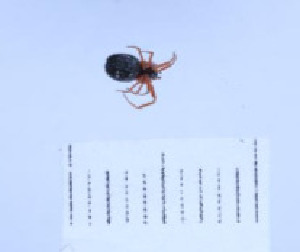  (Walckenaeria bifasciculata - BGE_00659_D06)  @11 [ ] (nrr) (2025) Ana Ananiashvili ISU