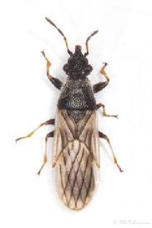  (Microplax fasciata - BGE_00659_D10)  @11 [ ] (nrr) (2025) Ana Ananiashvili ISU