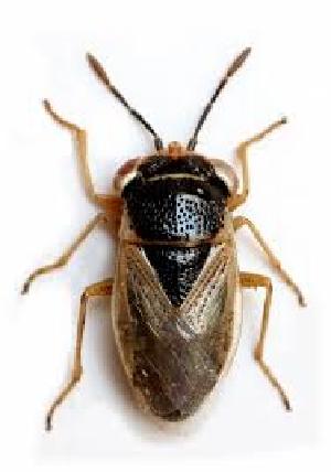  (Geocoris megacephalus - BGE_00659_E04)  @11 [ ] (nrr) (2025) Ana Ananiashvili ISU