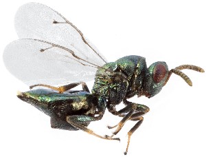  (Pteromalus sequester cf. sequester - BGE_00659_F02)  @11 [ ] (nrr) (2025) Ana Ananiashvili ISU