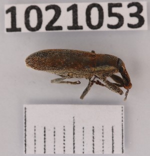  (Lixus albomarginatus - BGE_00659_F06)  @11 [ ] (nrr) (2025) Ana Ananiashvili ISU