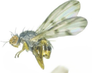  (Palloptera claripennis cf. claripennis - BGE_00659_G10)  @11 [ ] (nrr) (2025) Ana Ananiashvili ISU