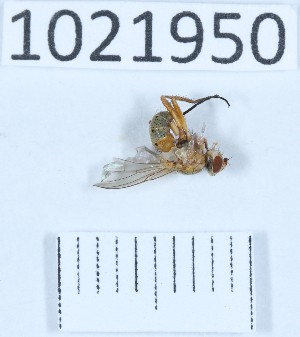  (Pandelleia sexpunctata - BGE_00659_G11)  @11 [ ] (nrr) (2025) Ana Ananiashvili ISU