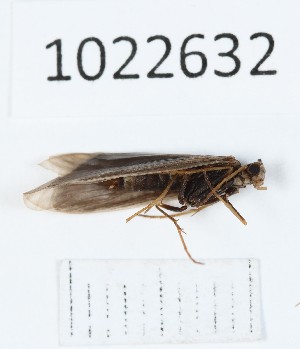  (Notidobia 1022632 sp.now - BGE_00673_B07)  @11 [ ] (nrr) (2025) Ana Ananiashvili ISU