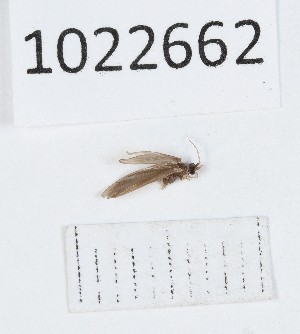  (Ernodes bakhmarensis - BGE_00673_E01)  @11 [ ] (nrr) (2025) Ana Ananiashvili ISU