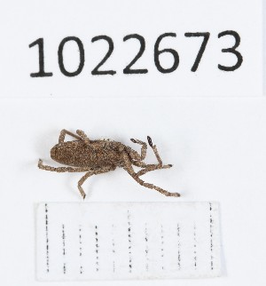  (Trogulus russicus - BGE_00673_E12)  @11 [ ] (nrr) (2025) Ana Ananiashvili ISU
