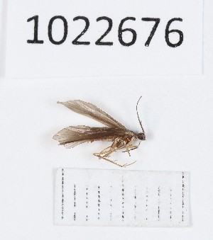  (Tinodes difficilis - BGE_00673_F03)  @11 [ ] (nrr) (2025) Ana Ananiashvili ISU