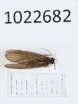  (Rhyacophila mtirala - BGE_00673_F09)  @11 [ ] (nrr) (2025) Ana Ananiashvili ISU
