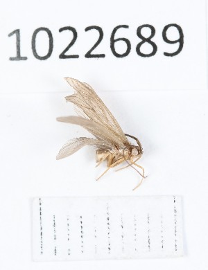  (Lithax incanus - BGE_00673_G04)  @11 [ ] (nrr) (2025) Ana Ananiashvili ISU