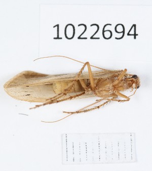  (Limnephilus microdentatus - BGE_00673_G09)  @11 [ ] (nrr) (2025) Ana Ananiashvili ISU