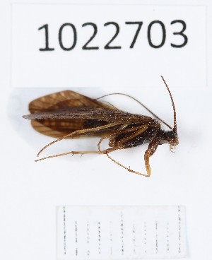  (Rhyacophila subovata - BGE_00673_H06)  @11 [ ] (nrr) (2025) Ana Ananiashvili ISU