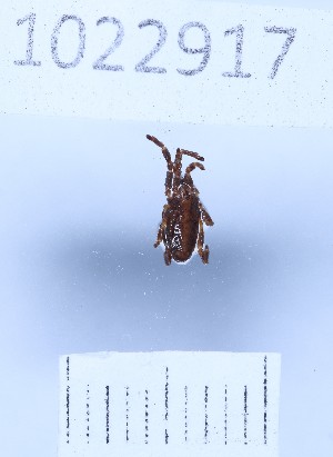  (Calathocratus minutus - BGE_00659_C06)  @11 [ ] (nrr) (2025) Ana Ananiashvili ISU