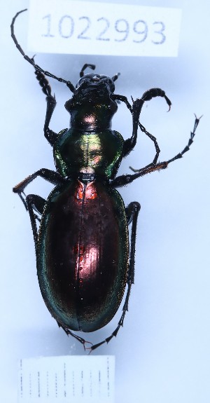  (Carabus stjernvalli - BGE_00660_A02)  @11 [ ] (nrr) (2025) Ana Ananiashvili ISU
