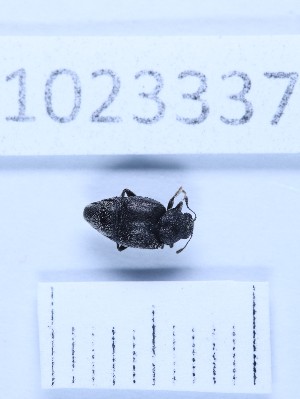  (Brachyleptus quadratus - BGE_00660_A07)  @11 [ ] (nrr) (2025) Ana Ananiashvili ISU