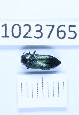  (Meliboeus robustus - BGE_00660_A10)  @11 [ ] (nrr) (2025) Ana Ananiashvili ISU