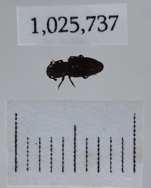  (Pycnomerus sulcicollis - BGE_00660_C10)  @11 [ ] (nrr) (2025) Ana Ananiashvili ISU