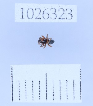  (Araeoncus caucasicus - BGE_00660_D08)  @11 [ ] (nrr) (2025) Ana Ananiashvili ISU
