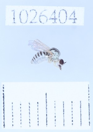  ( - BGE_00660_E02)  @11 [ ] (nrr) (2025) Ana Ananiashvili ISU