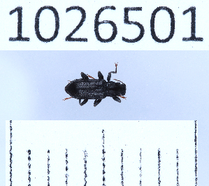  (Stenelmis consobrina - BGE_00660_F08)  @11 [ ] (nrr) (2025) Ana Ananiashvili ISU