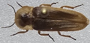  (Lampyris orientalis - BGE_00660_G01)  @11 [ ] (nrr) (2025) Ana Ananiashvili ISU