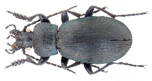  (Carabus koenigi - BGE_00660_G03)  @11 [ ] (nrr) (2025) Ana Ananiashvili ISU