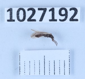  (Leuctra dispinata - BGE_00660_H06)  @11 [ ] (nrr) (2025) Ana Ananiashvili ISU