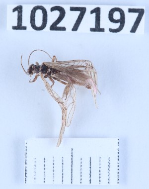  (Nemoura dromokeryx - BGE_00660_H07)  @11 [ ] (nrr) (2025) Ana Ananiashvili ISU