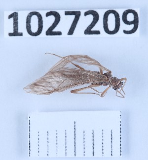  (Protonemura dilatata - BGE_00661_A01)  @11 [ ] (nrr) (2025) Ana Ananiashvili ISU