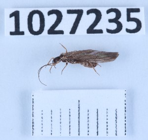  (Leuctra kazanciae - BGE_00661_A03)  @11 [ ] (nrr) (2025) Ana Ananiashvili ISU