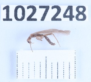  (Leuctra collaris - BGE_00661_A10)  @11 [ ] (nrr) (2025) Ana Ananiashvili ISU