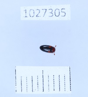  (Dacne semirufula - BGE_00661_B08)  @11 [ ] (nrr) (2025) Ana Ananiashvili ISU