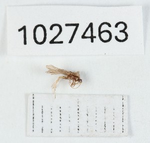  (Agapetus kintrisha - BGE_00672_A05)  @11 [ ] (nrr) (2025) Ana Ananiashvili ISU