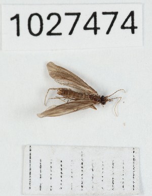  (Ernodes mingreliensis - BGE_00672_B04)  @11 [ ] (nrr) (2025) Ana Ananiashvili ISU