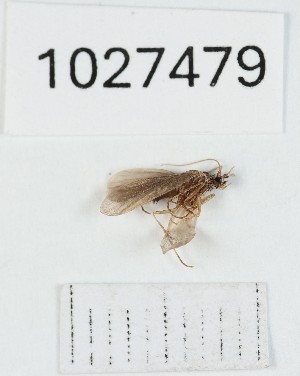  (Ernodes palpatus - BGE_00672_B09)  @11 [ ] (nrr) (2025) Ana Ananiashvili ISU