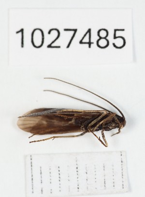  (Notidobia morielucia - BGE_00672_C03)  @11 [ ] (nrr) (2025) Ana Ananiashvili ISU