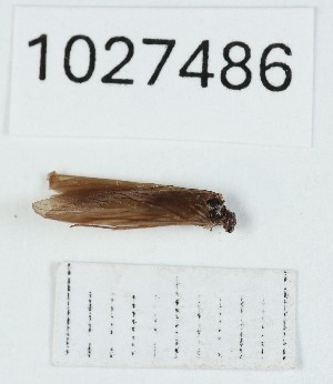  (Rhyacophila aberrans - BGE_00672_C04)  @11 [ ] (nrr) (2025) Ana Ananiashvili ISU