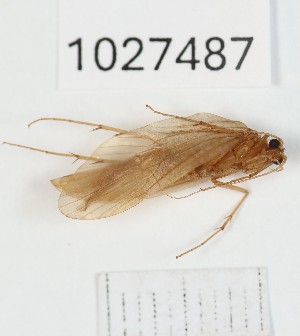  (Rhyacophila aliena - BGE_00672_C05)  @11 [ ] (nrr) (2025) Ana Ananiashvili ISU