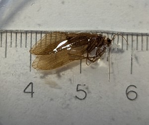  (Rhyacophila aragva - BGE_00672_C08)  @11 [ ] (nrr) (2025) Ana Ananiashvili ISU