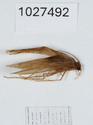  (Rhyacophila bacurianica - BGE_00672_C10)  @11 [ ] (nrr) (2025) Ana Ananiashvili ISU
